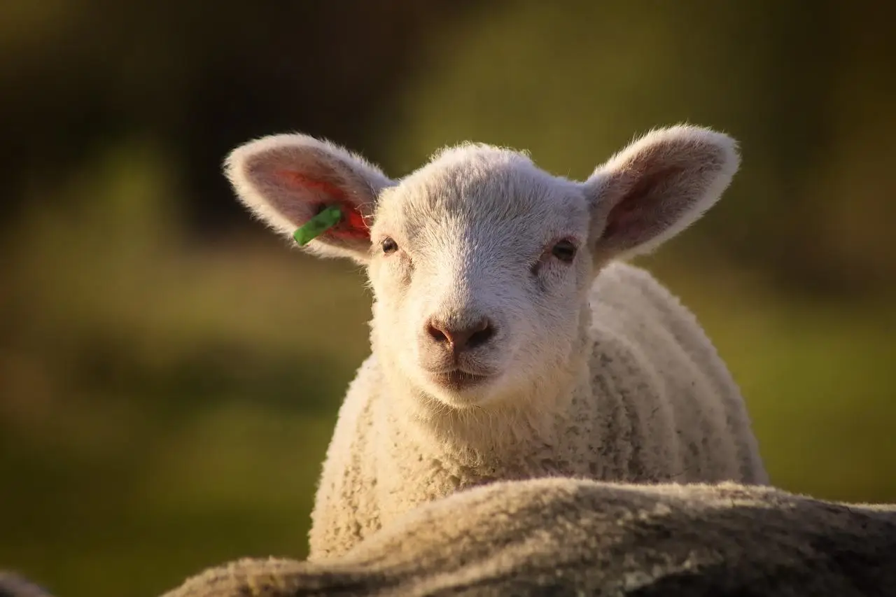 sheep-7182968_1280