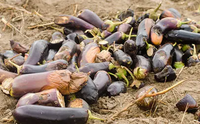 image of Sunshine-fuelled chill trucks slash food waste