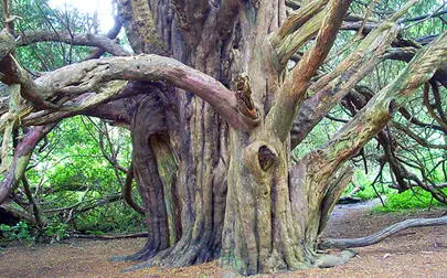 image of Scientists poke a hole in the age of trees