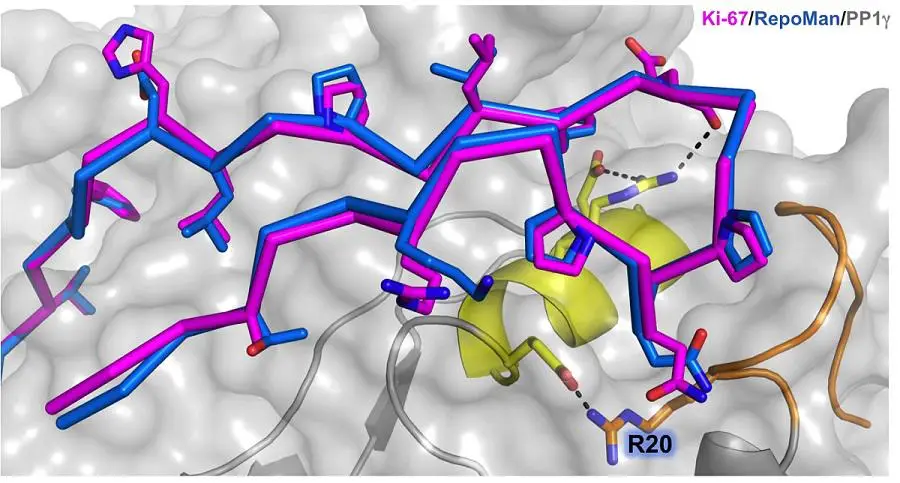 mitosisPP12