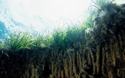 image of At-risk seagrass records 6,000 years of climate and land-use change