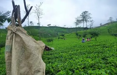 image of Research Project: The Role of ICT in Supporting Sri Lanka's Indigenous Communities