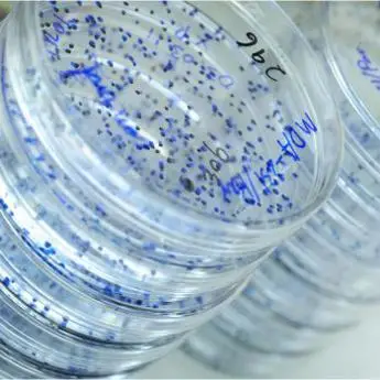 Petri dishes with blue stained bacterial colonies and handwritten labels