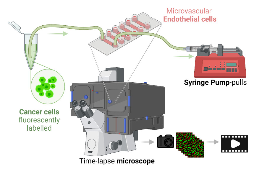 Microfluidic workflow to study early steps of cancer metastasis with high-content imaging