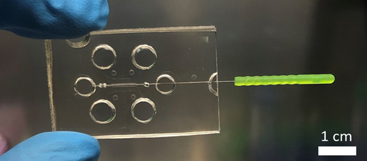 Picture of a 3D organ-on-a-chip device used in Dr Cerutti’s lab